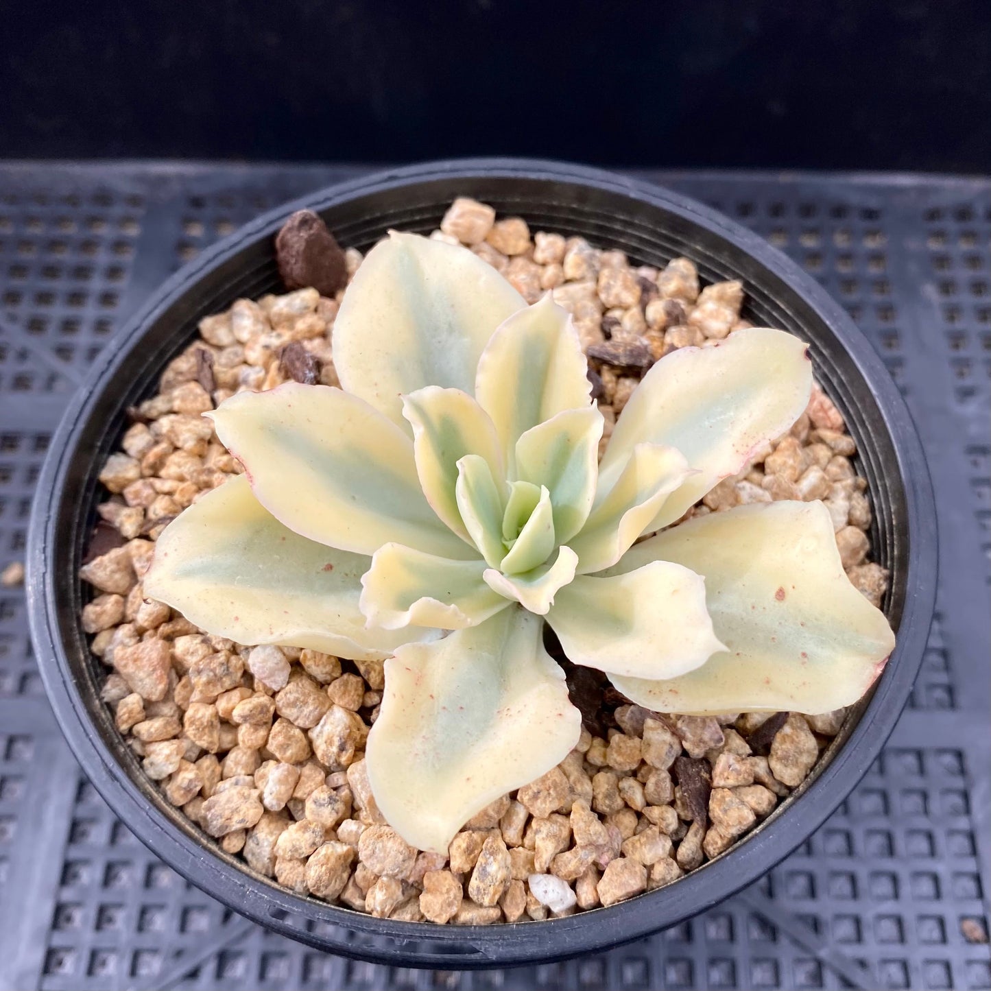 Echeveria Jippon Moon River