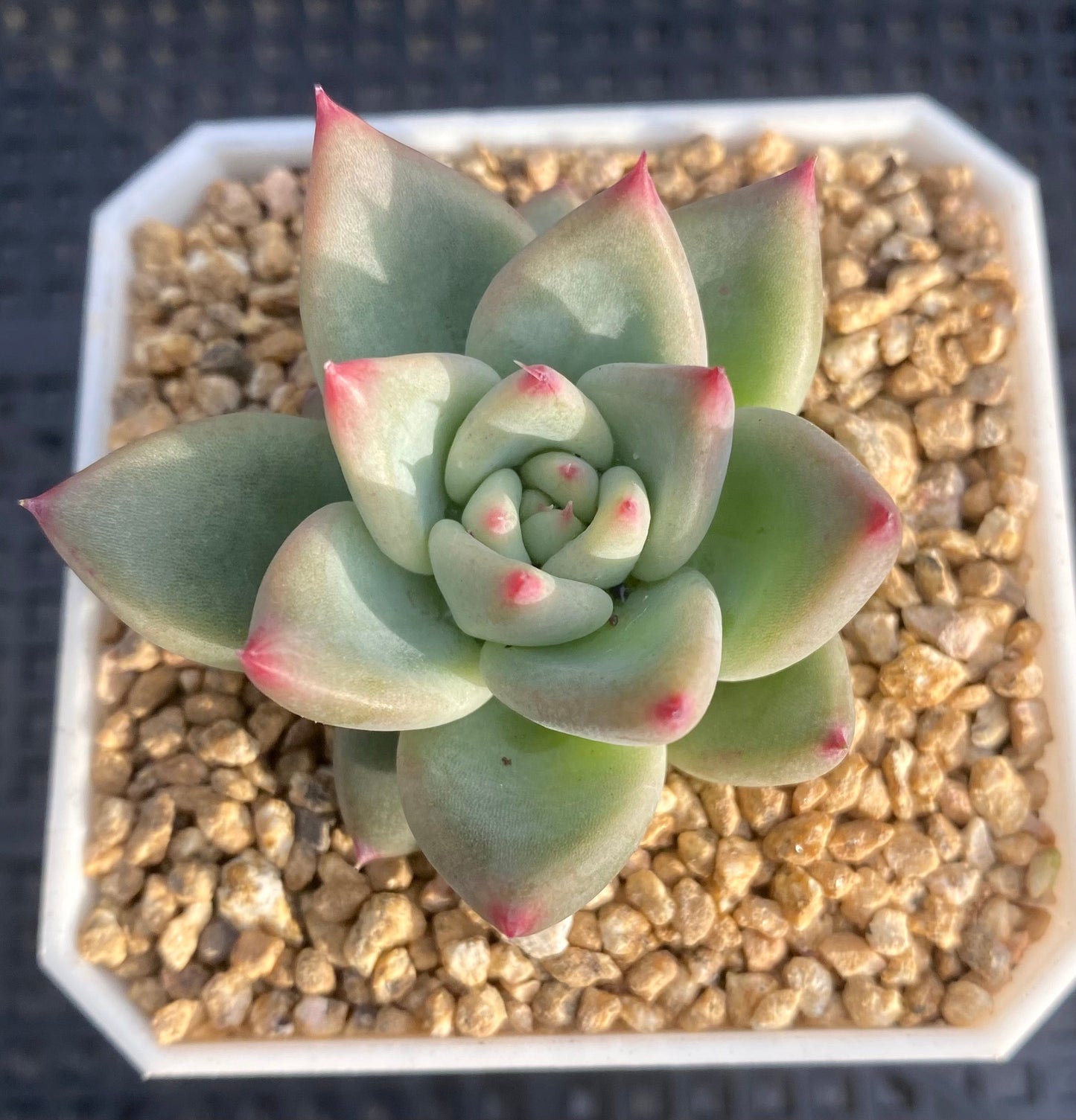 Echeveria Katelyn