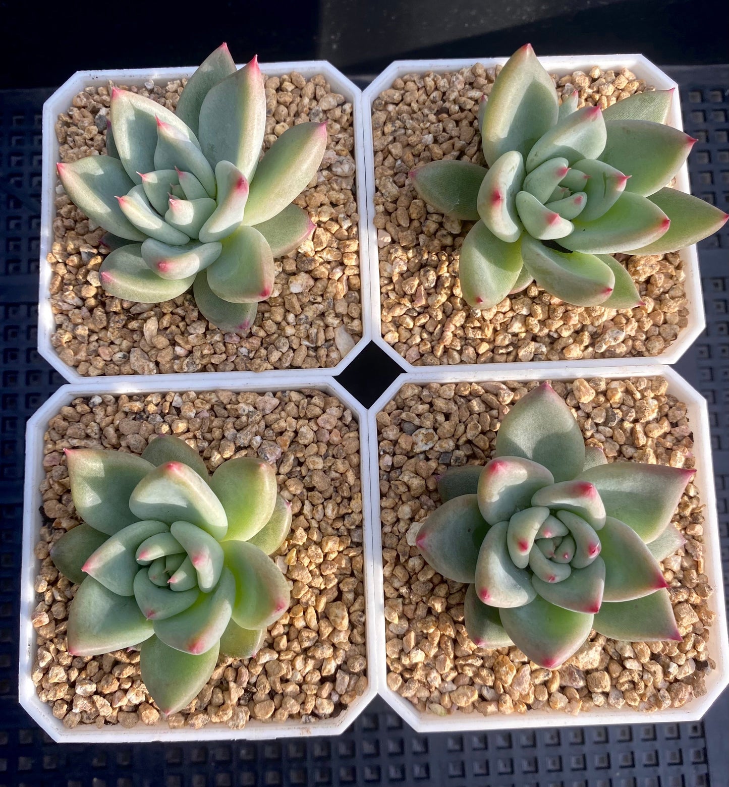 Echeveria Katelyn
