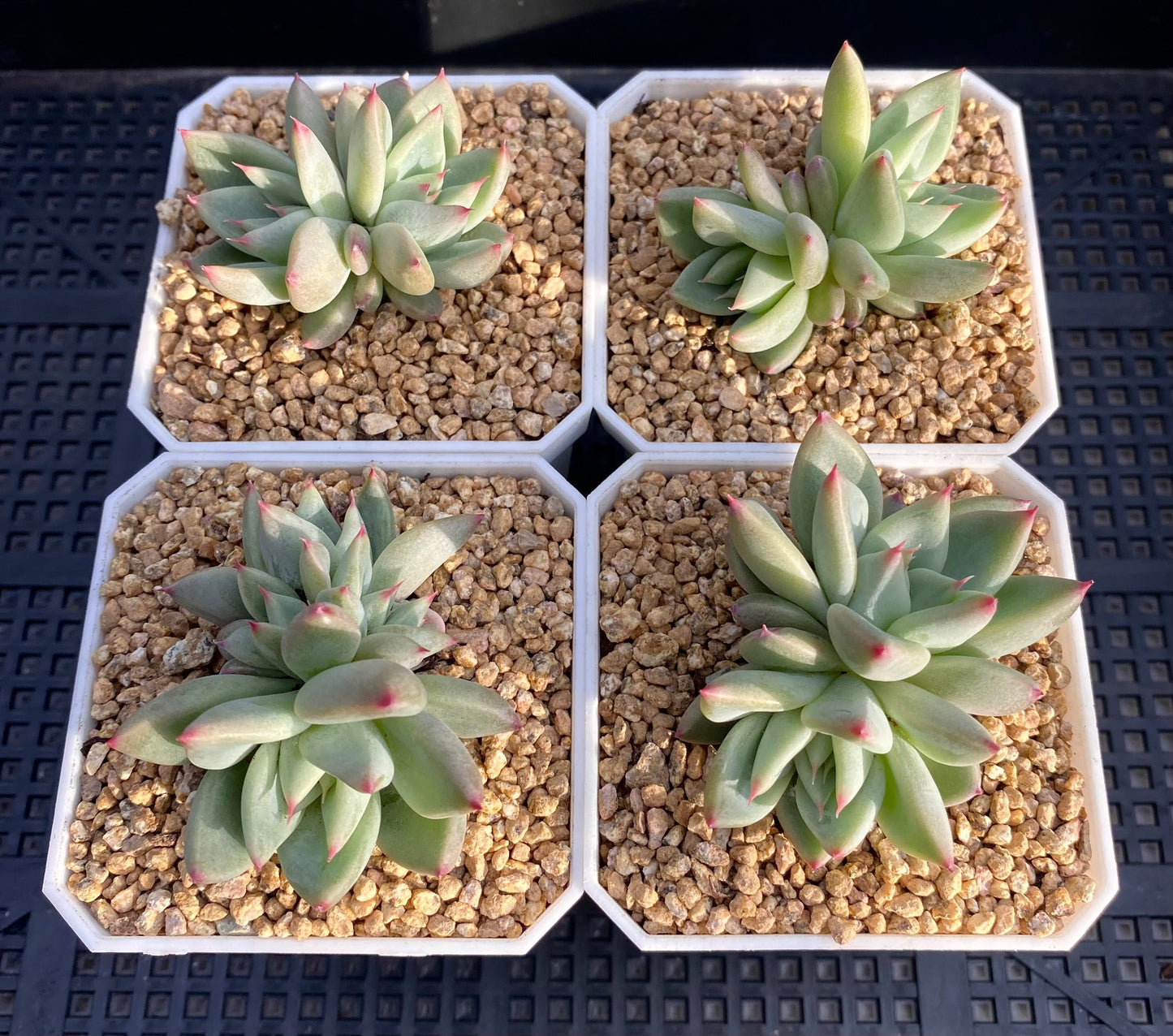 Echeveria Katelyn