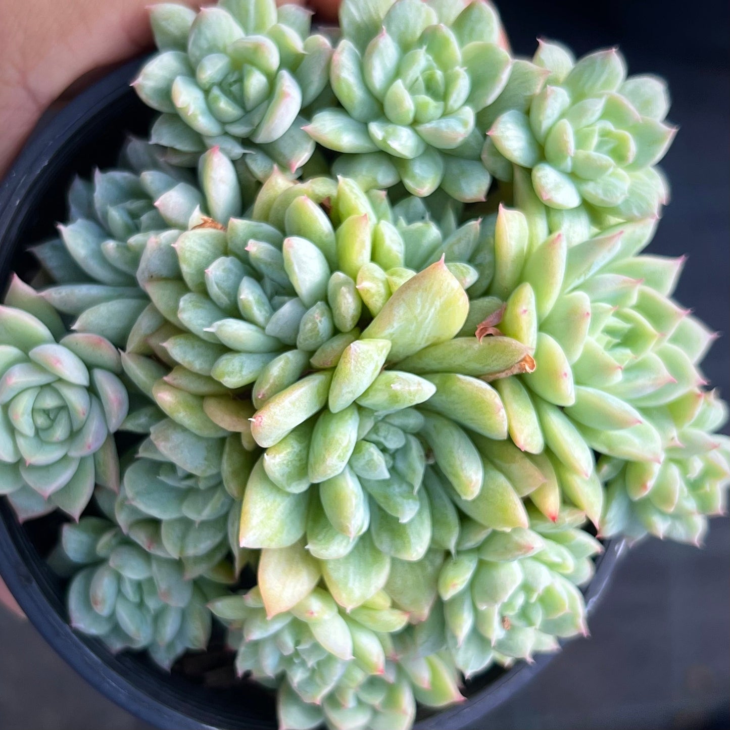 Echeveria Malgan silk variegate