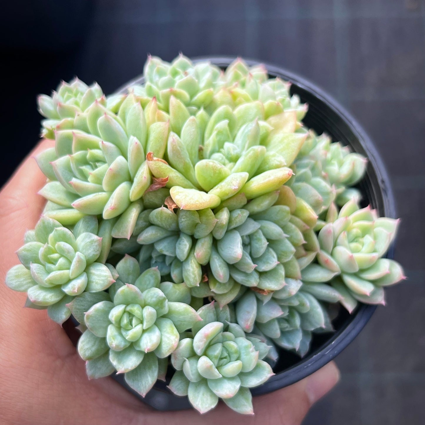 Echeveria Malgan silk variegate