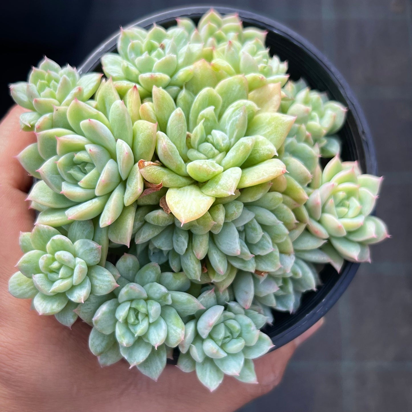 Echeveria Malgan silk variegate