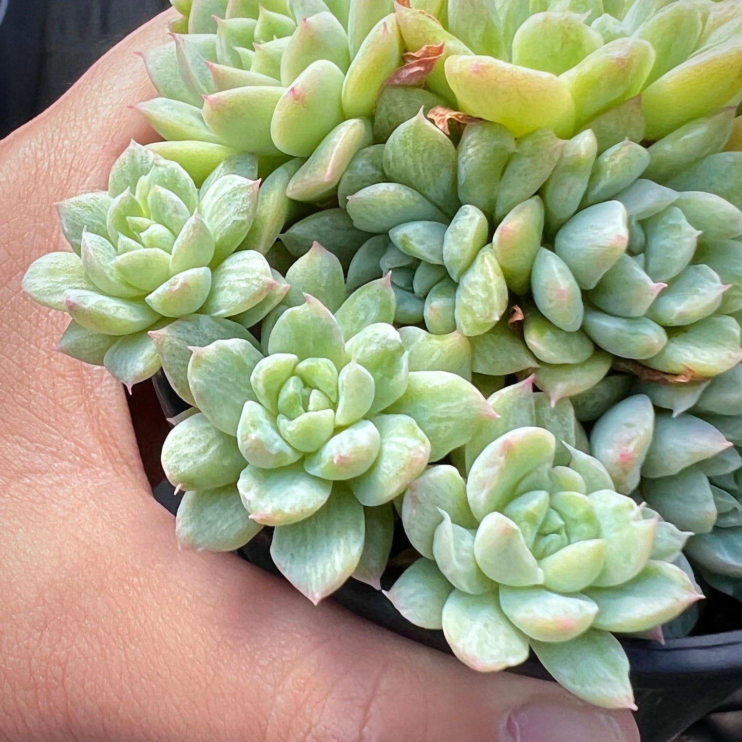Echeveria Malgan silk variegate