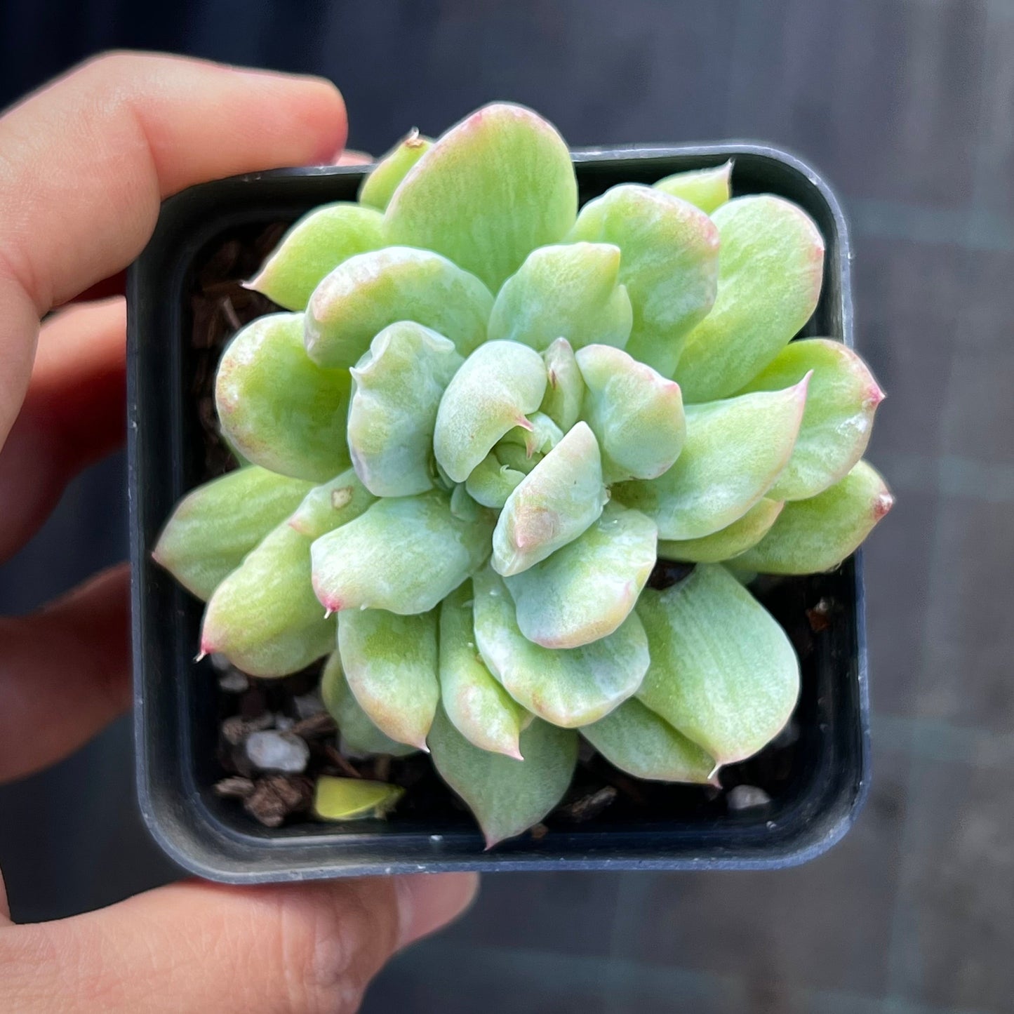 Echeveria Malgan silk variegate