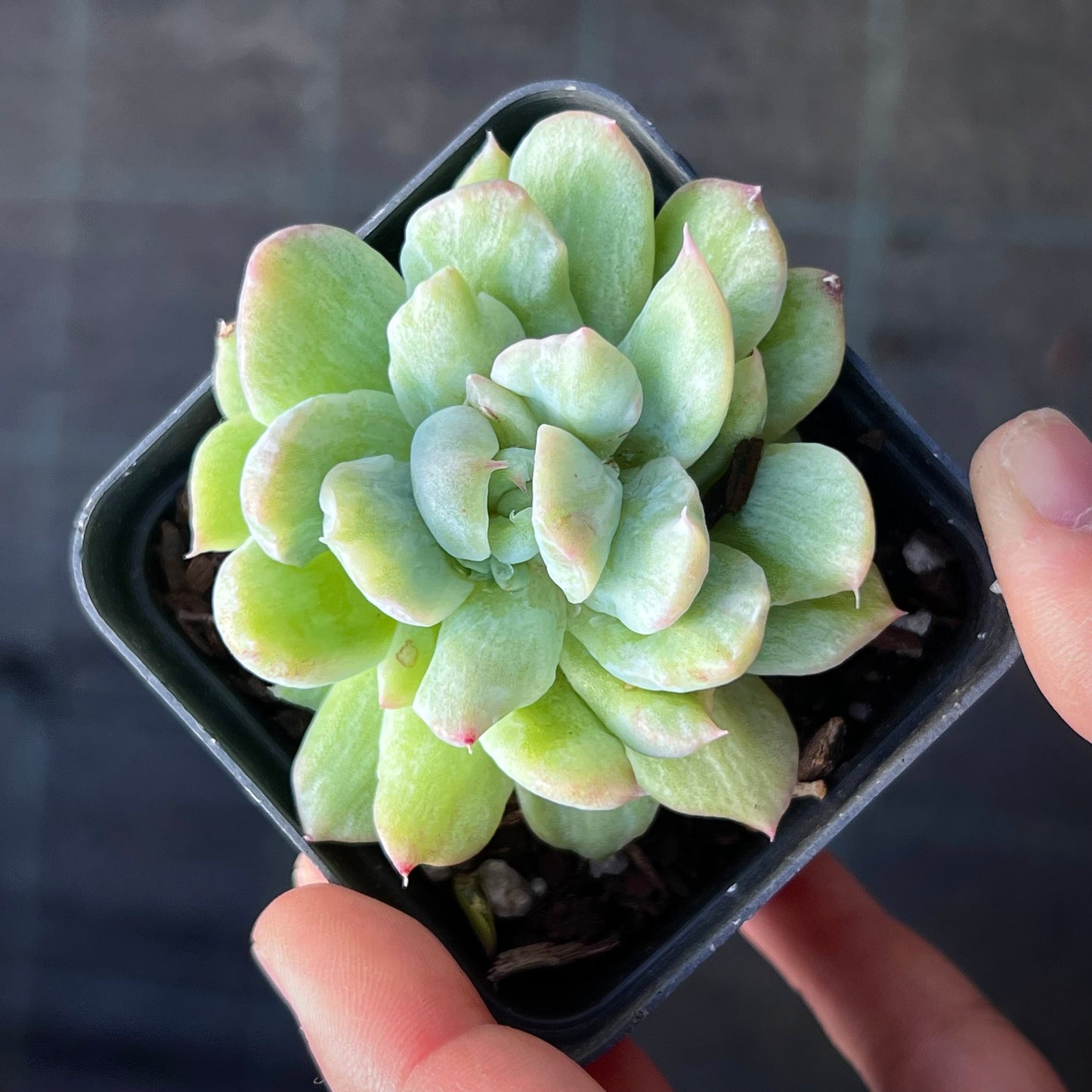 Echeveria Malgan silk variegate