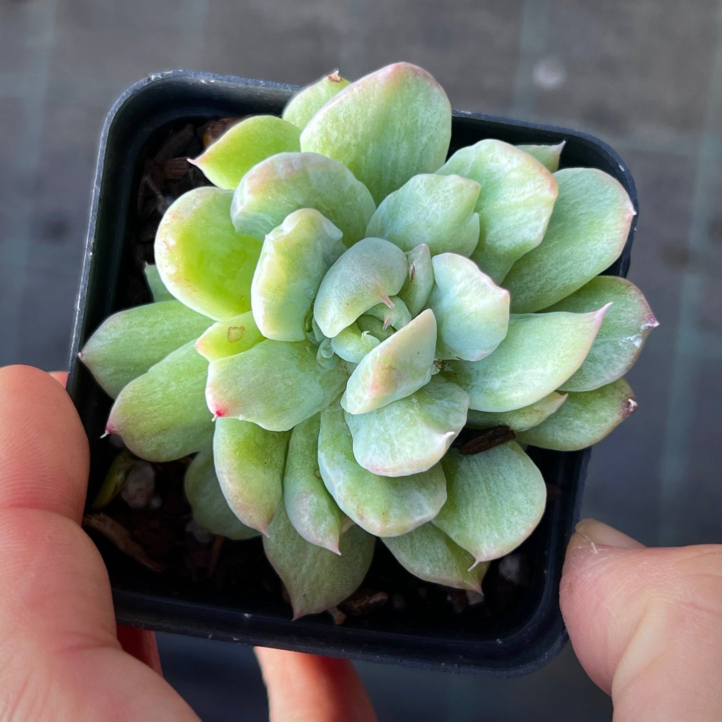 Echeveria Malgan silk variegate