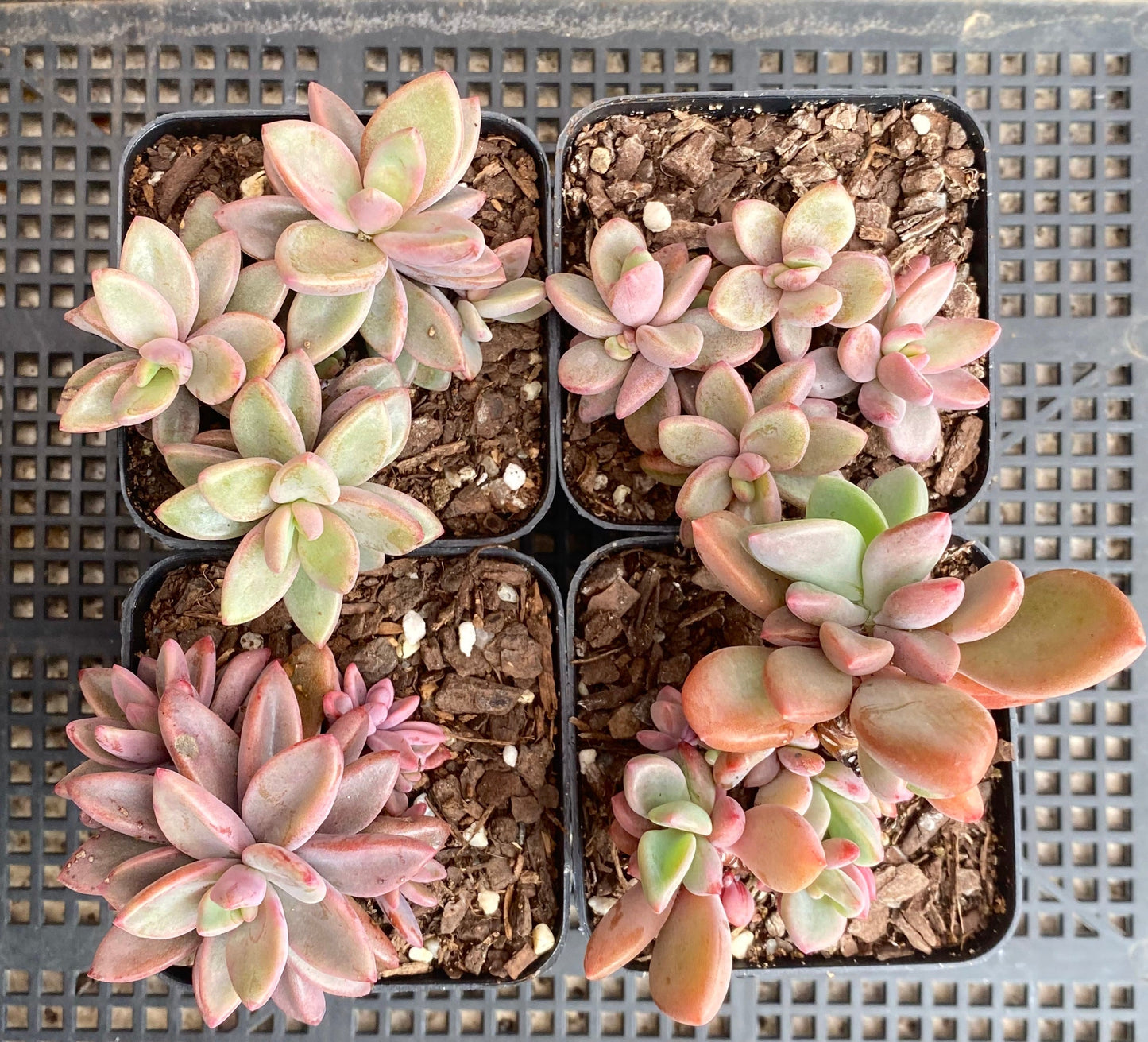 Echeveria Manaudes