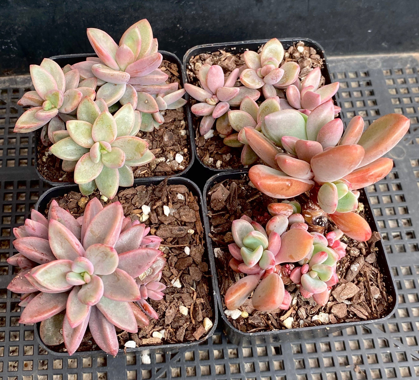 Echeveria Manaudes