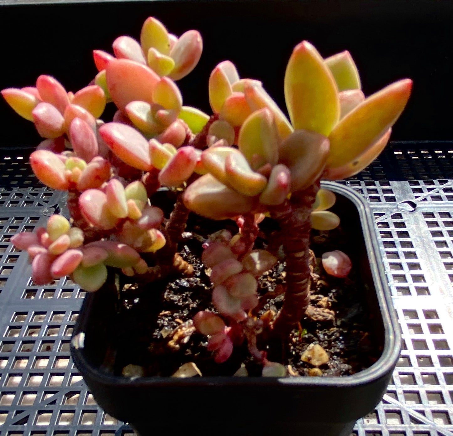 Echeveria Manaudes