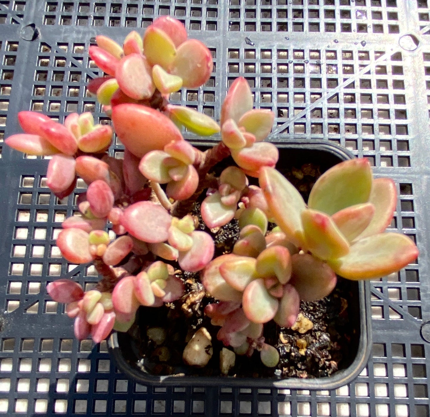 Echeveria Manaudes