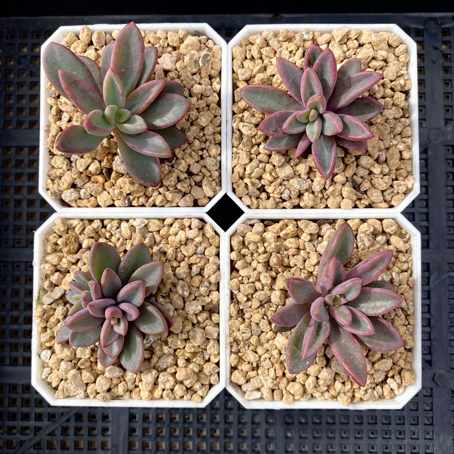 Echeveria Manaudes