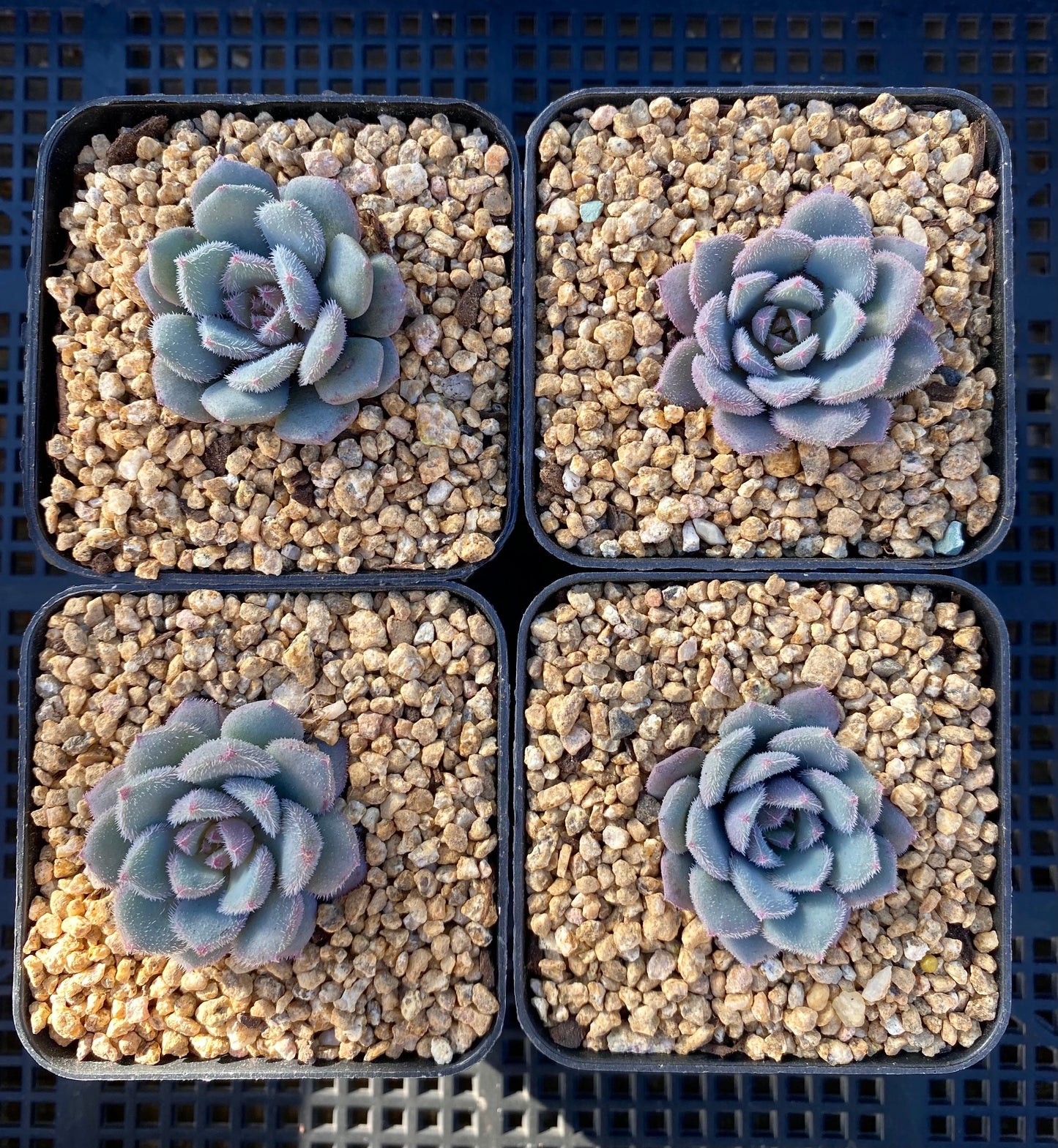 Echeveria dream of the seashore