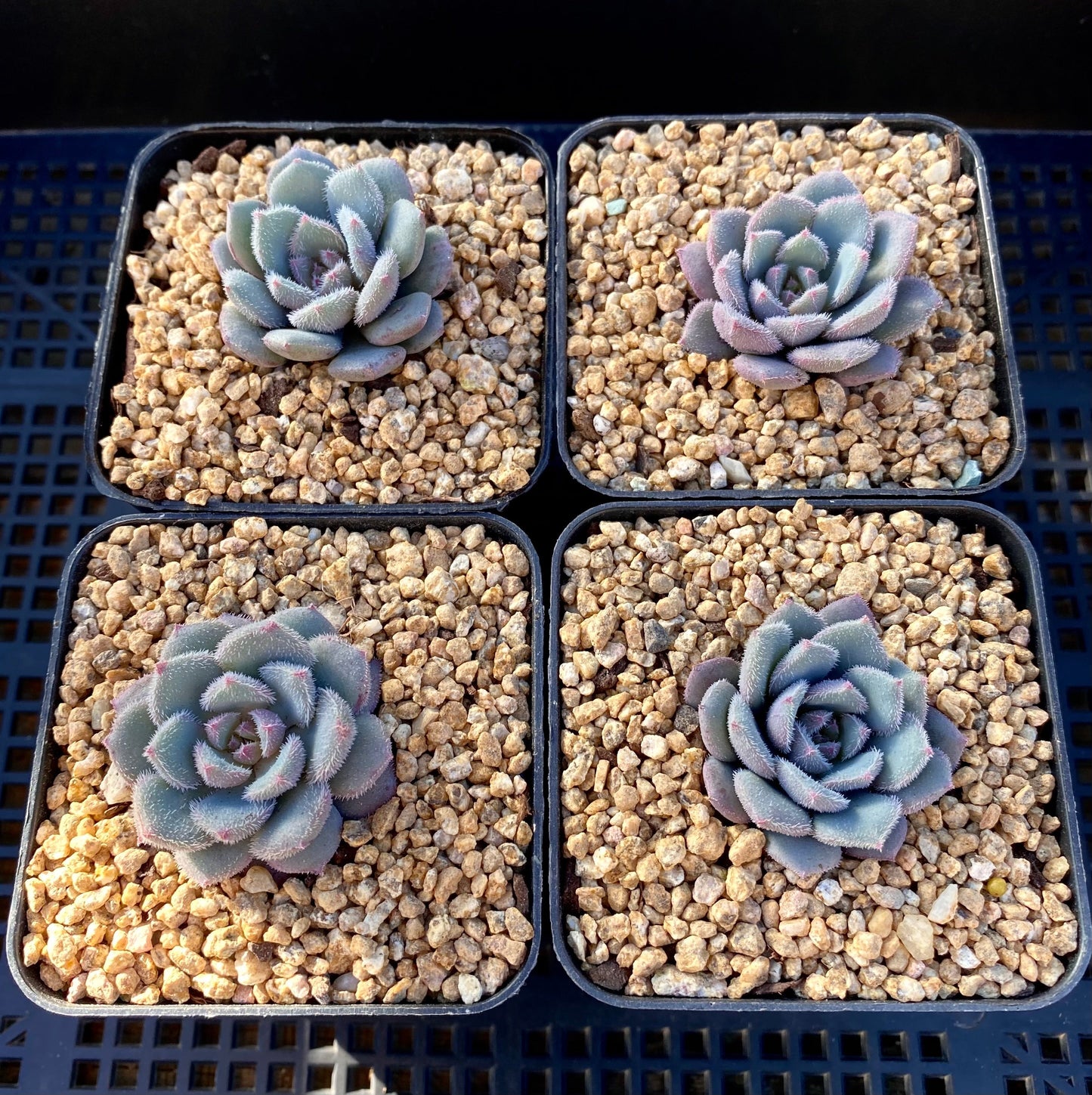 Echeveria dream of the seashore