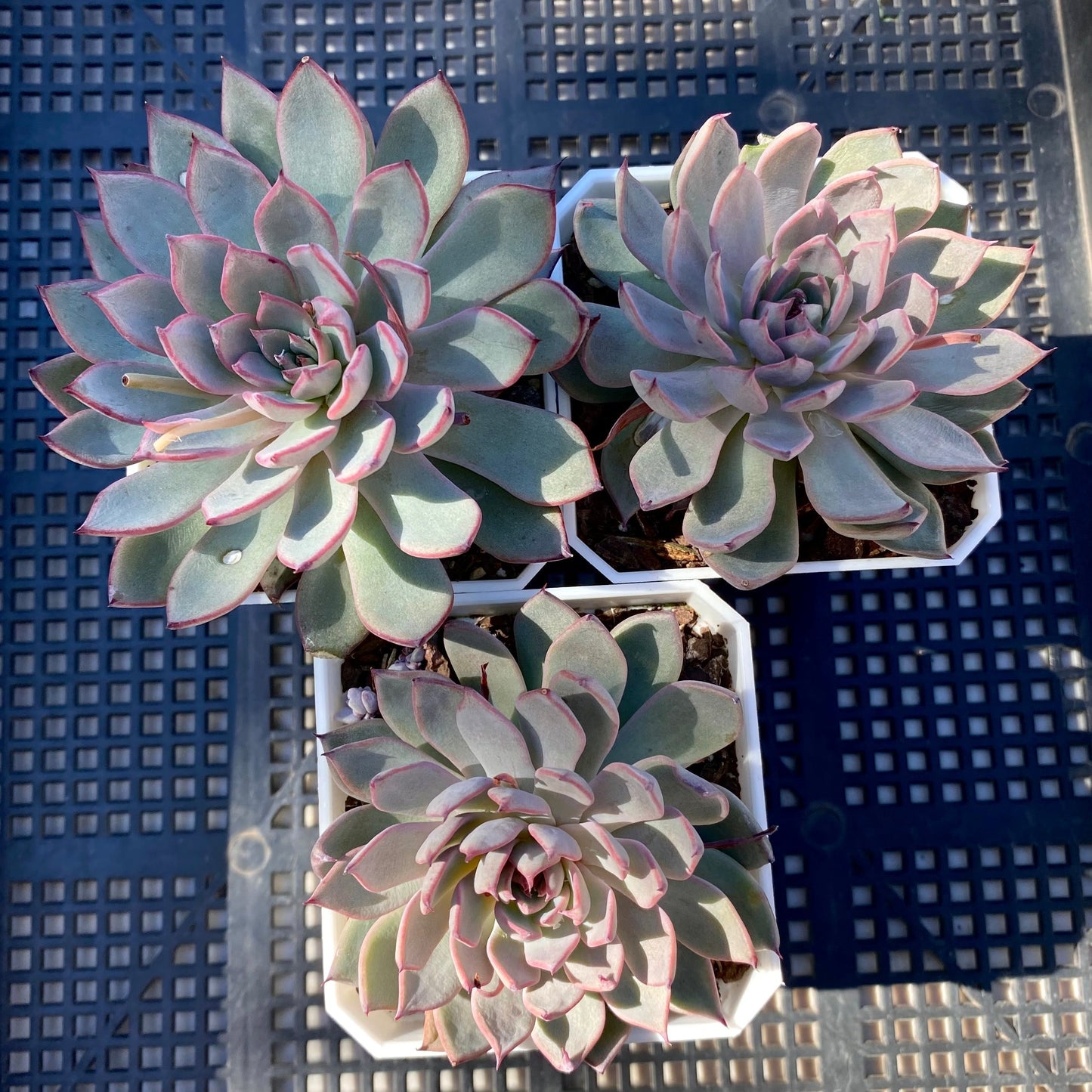 Echeveria Puebla