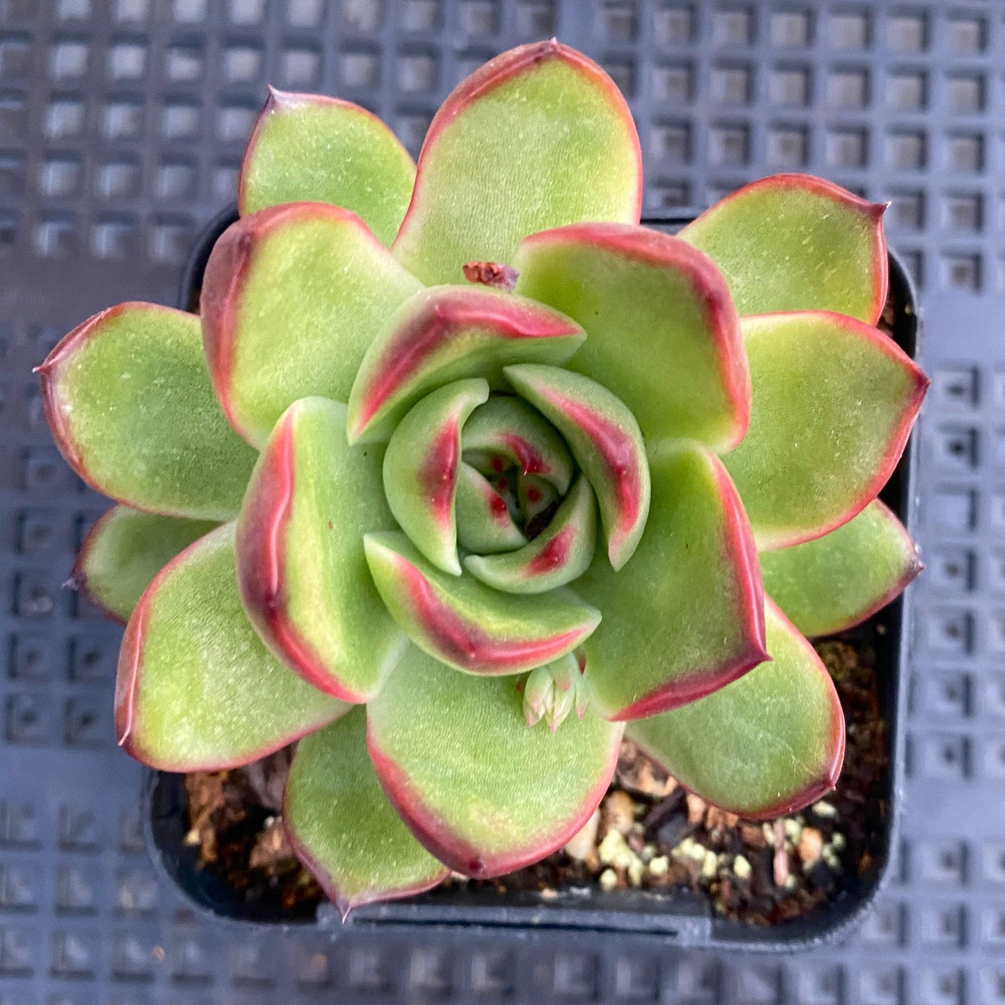Echeveria Puli-lindsayana