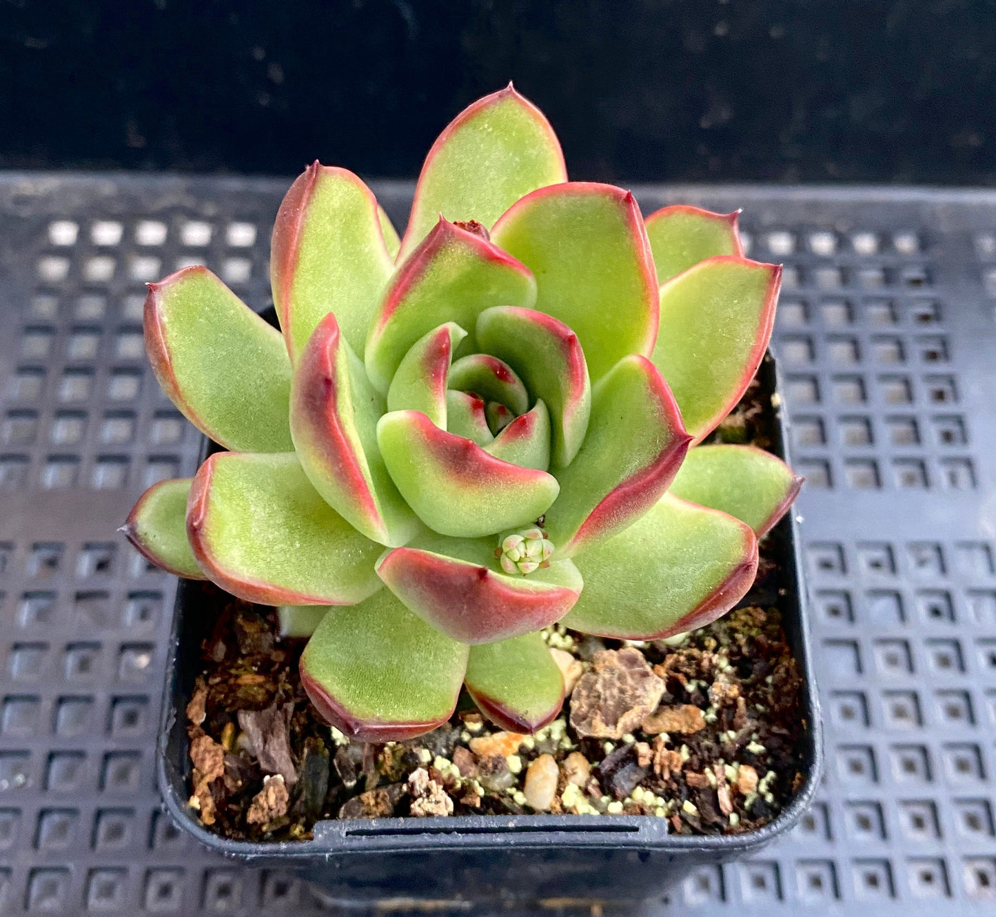 Echeveria Puli-lindsayana