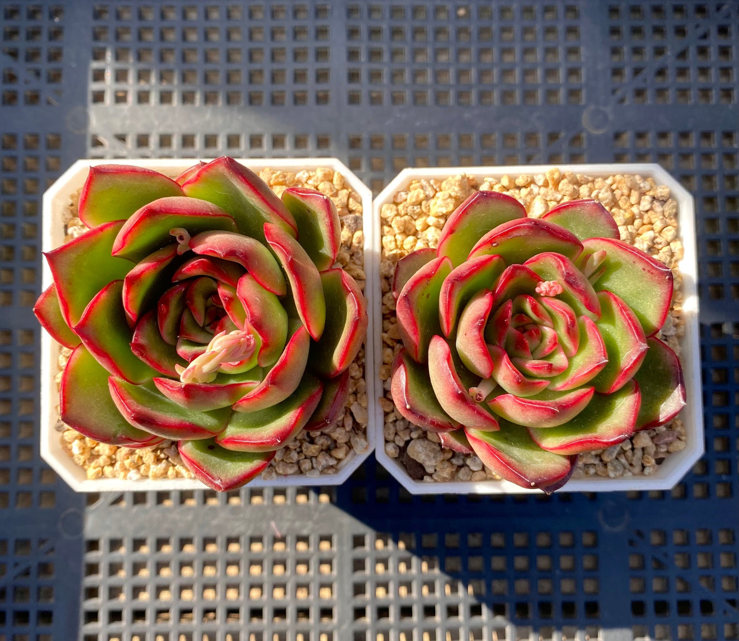 Echeveria Puli-lindsayana