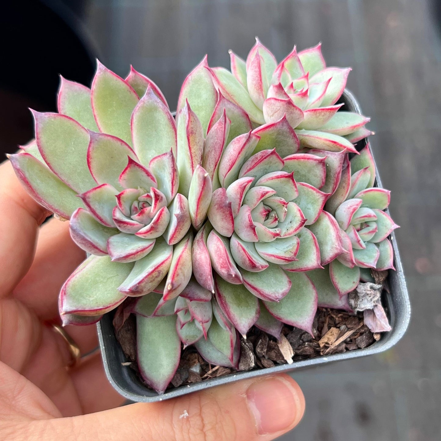 Echeveria Queen Margot