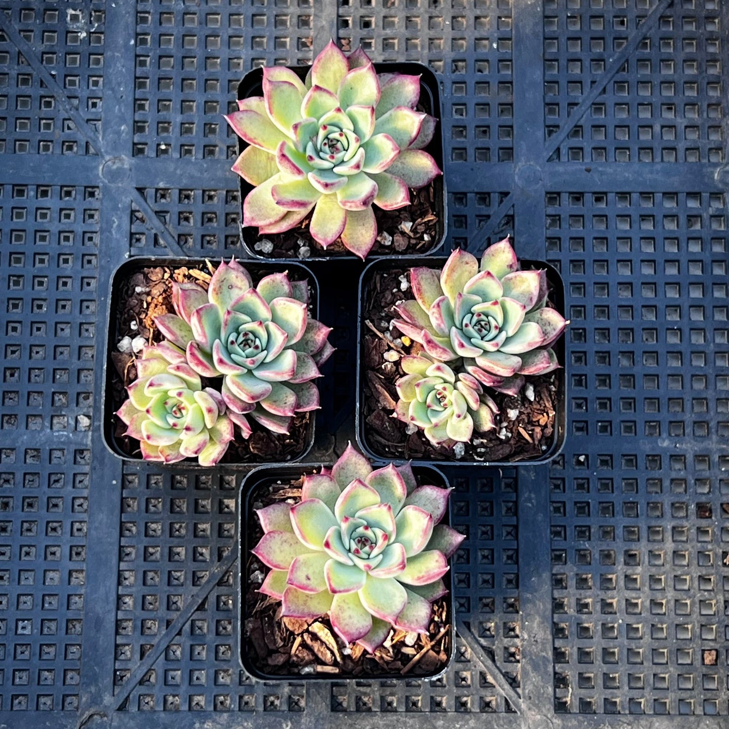 Echeveria Queen Margot