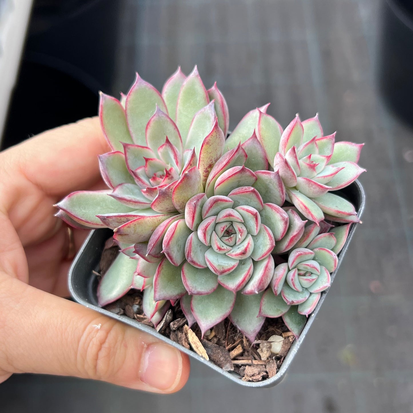 Echeveria Queen Margot