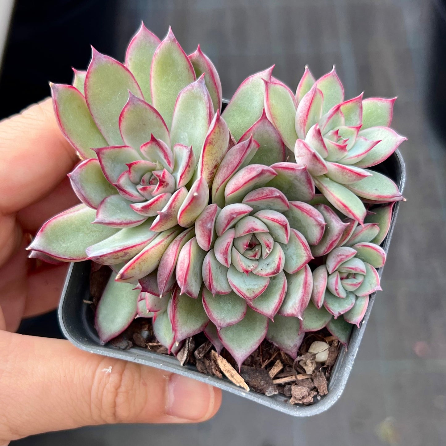 Echeveria Queen Margot