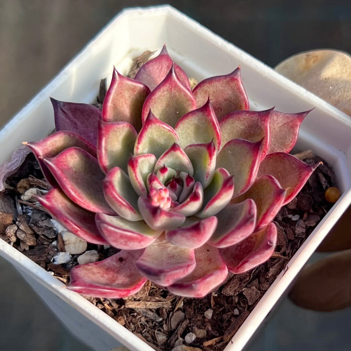Echeveria Queen Margot