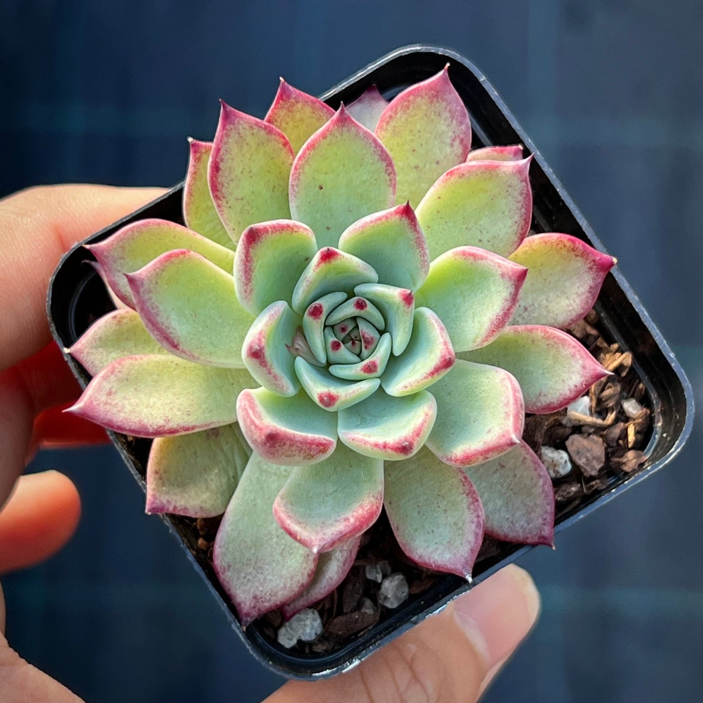 Echeveria Queen Margot