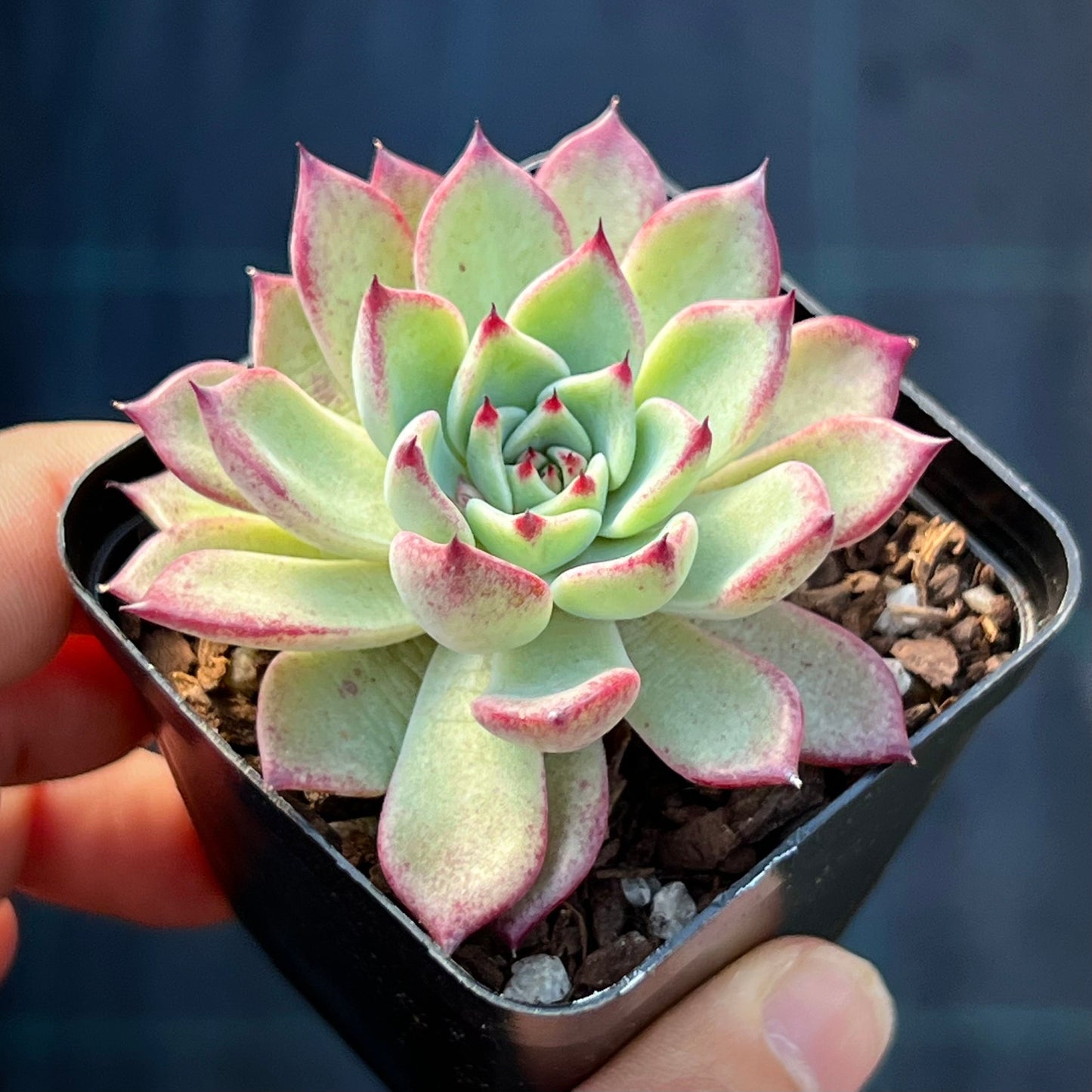 Echeveria Queen Margot