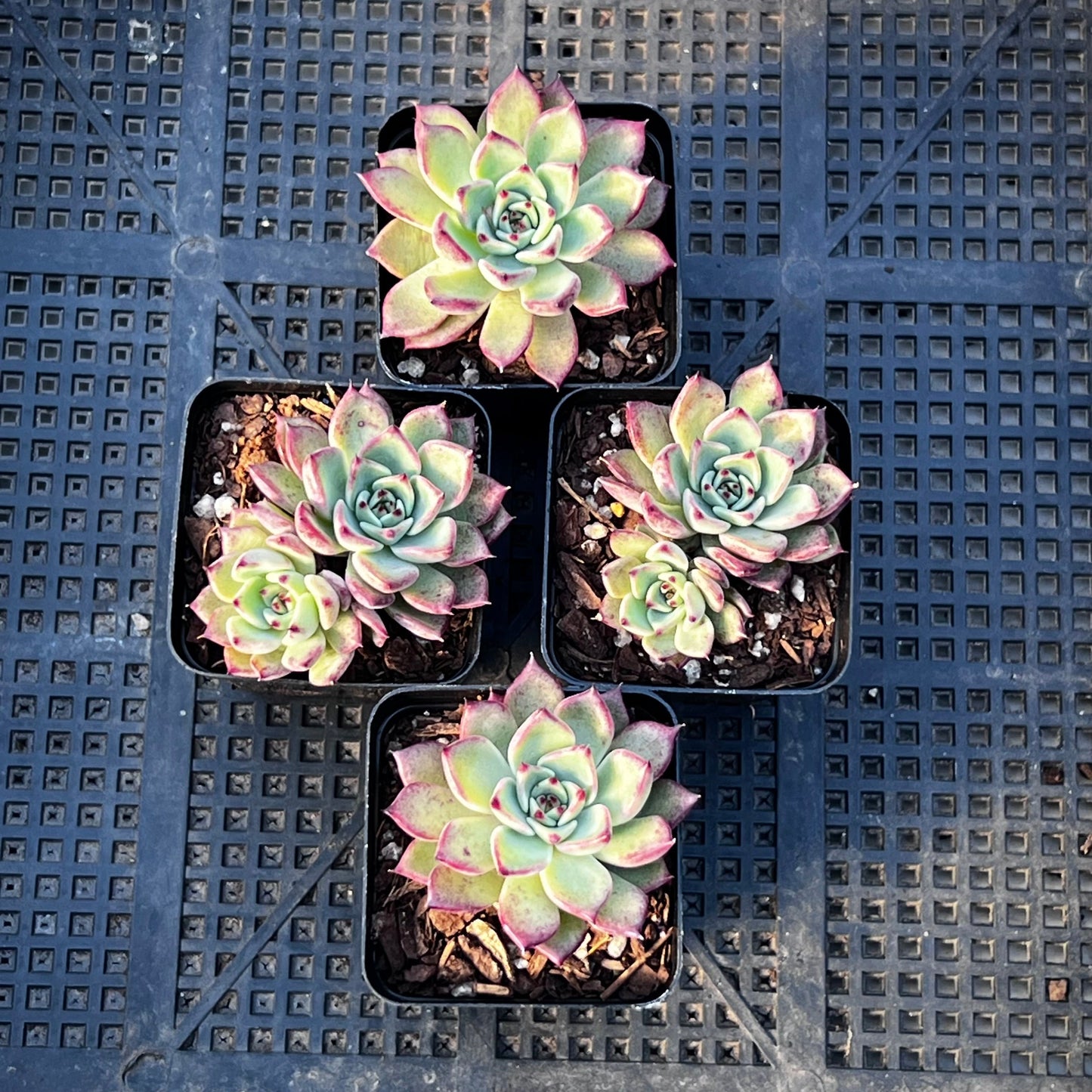 Echeveria Queen Margot