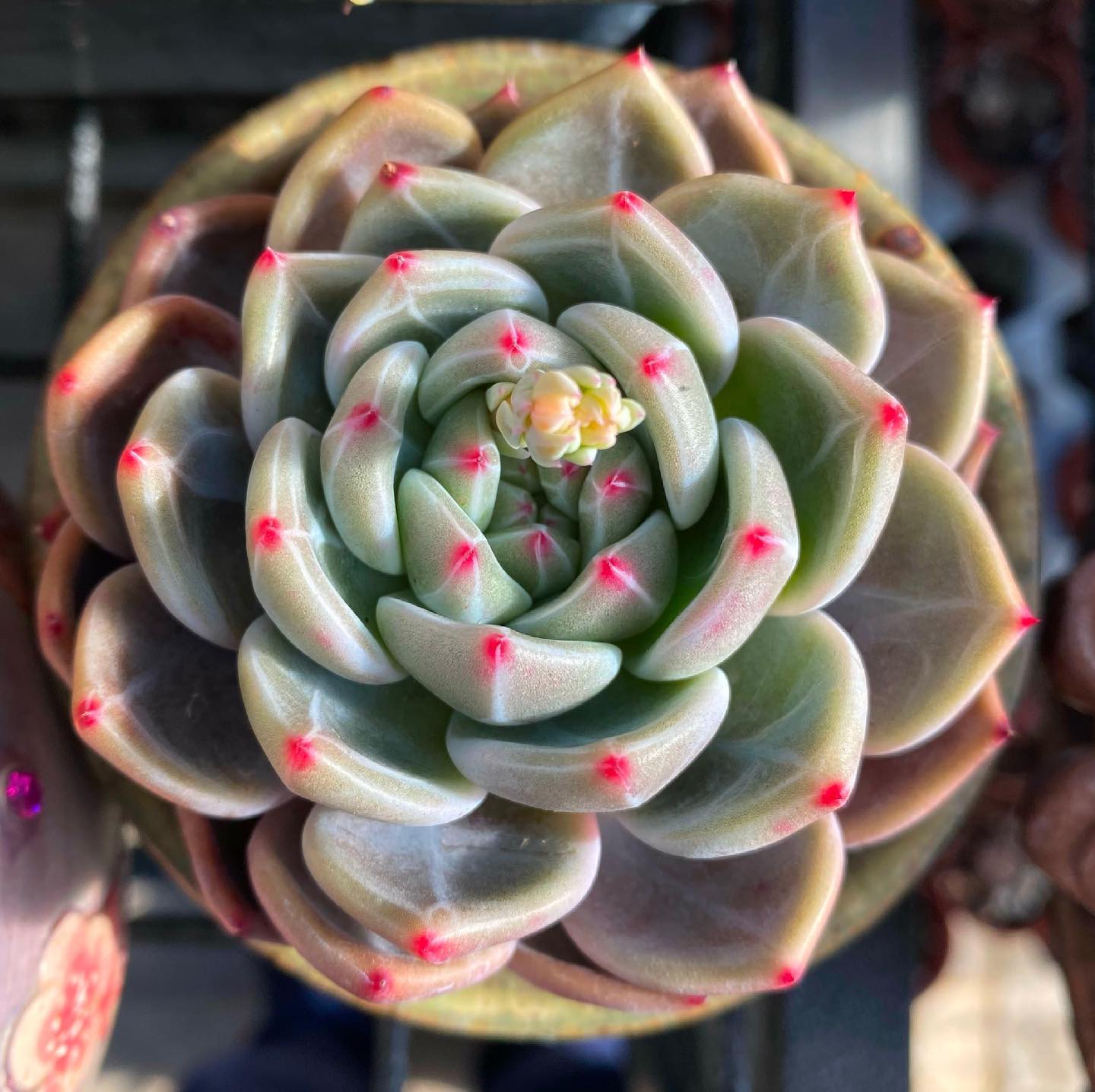 Echeveria Romeo x Laulinze
