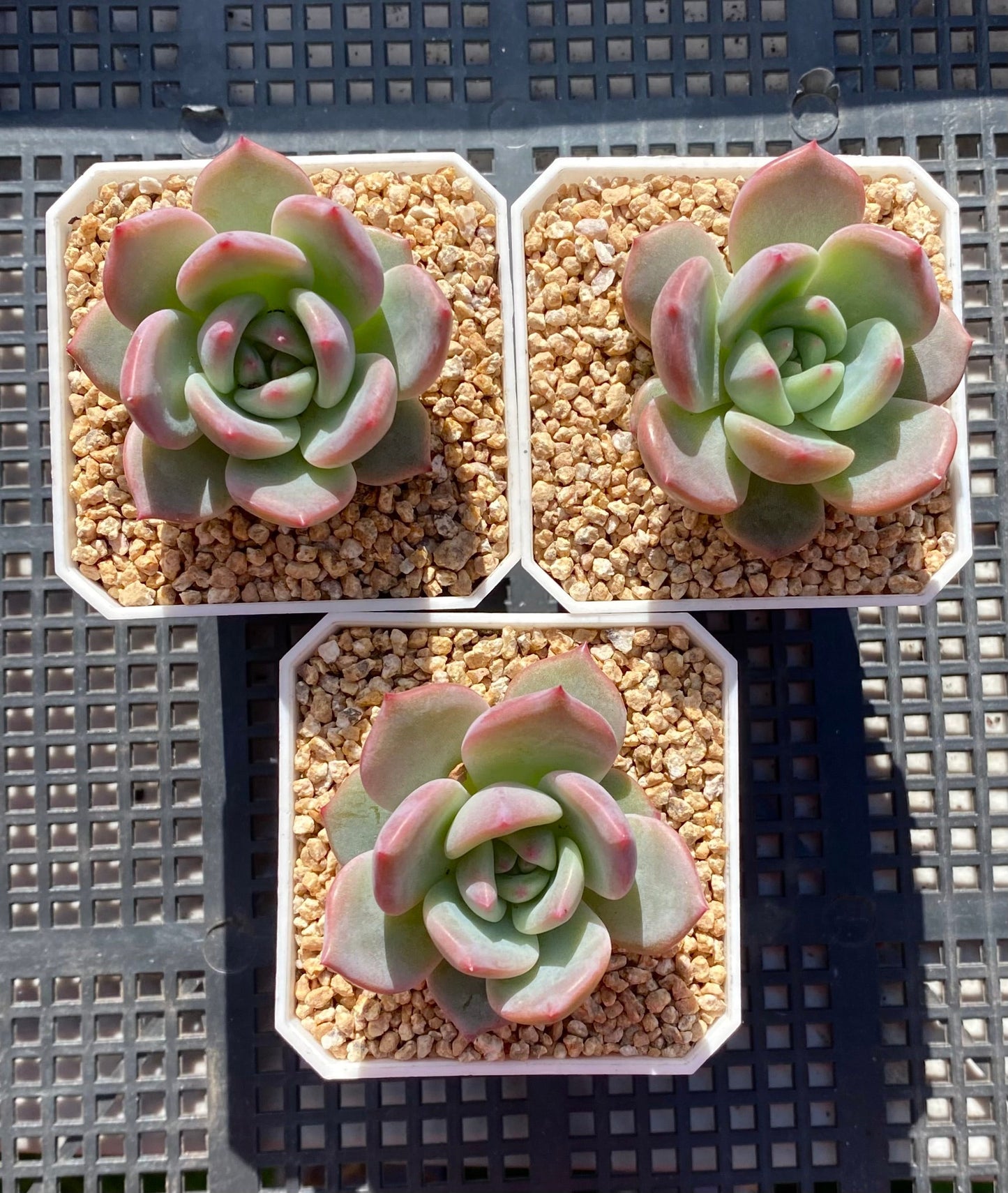 Echeveria Romeo x Laulinze