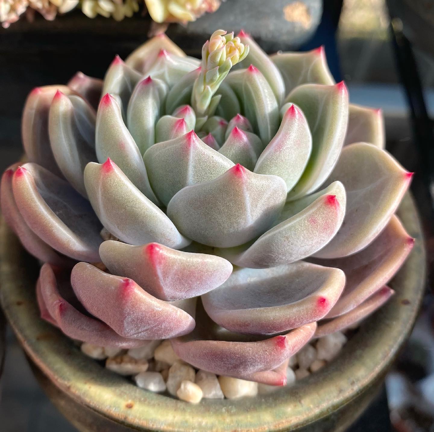 Echeveria Romeo x Laulinze