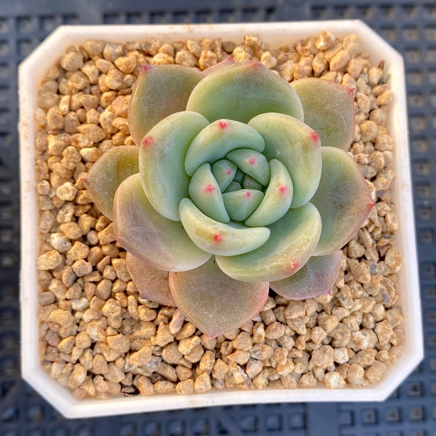 Echeveria Romeo x Laulinze