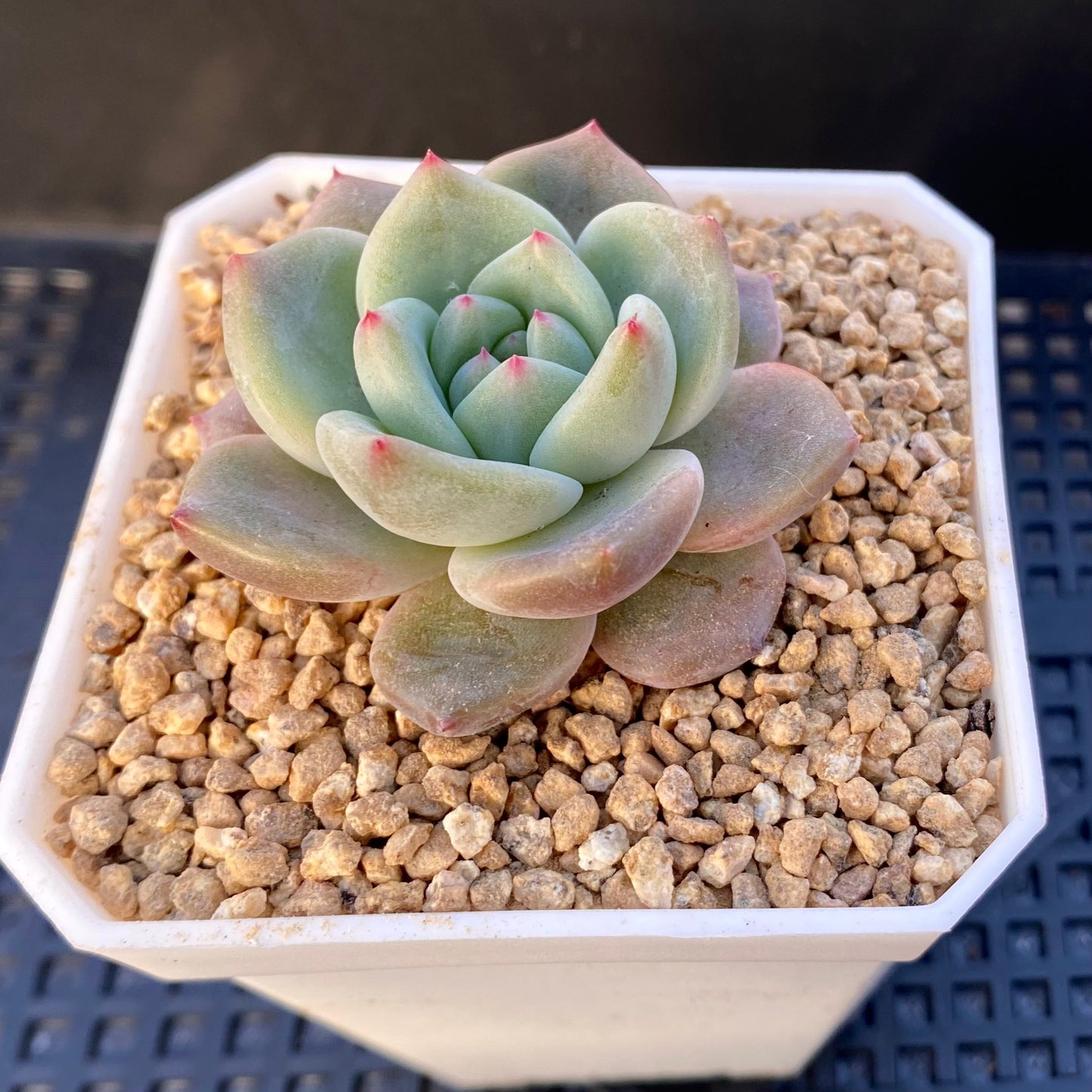Echeveria Romeo x Laulinze