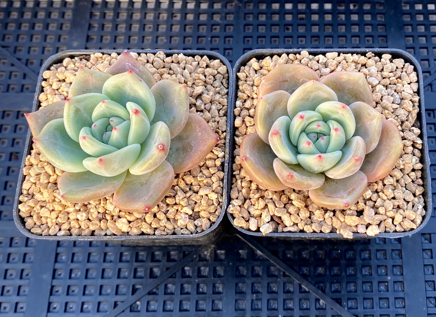 Echeveria Romeo x Laulinze