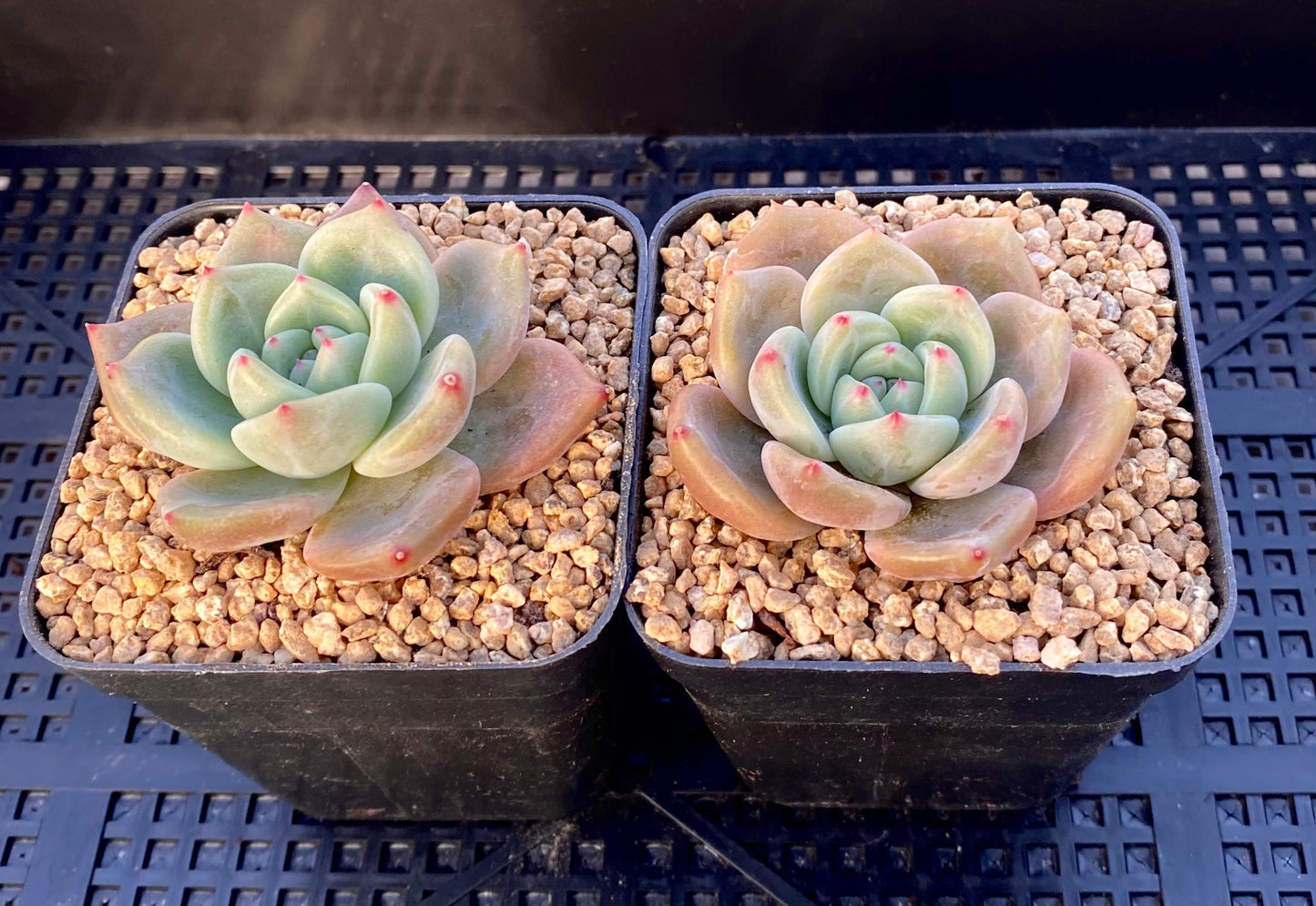 Echeveria Romeo x Laulinze