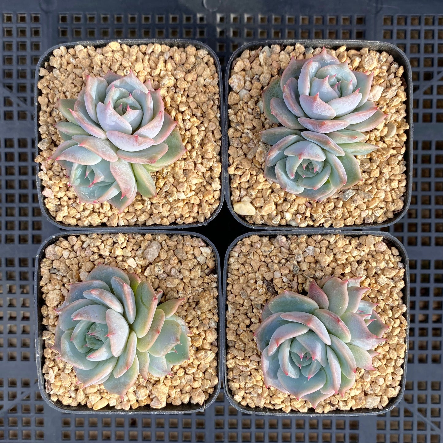 Echeveria Rosanna S
