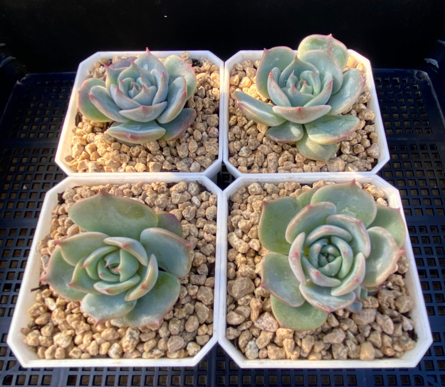 Echeveria Rosanna S