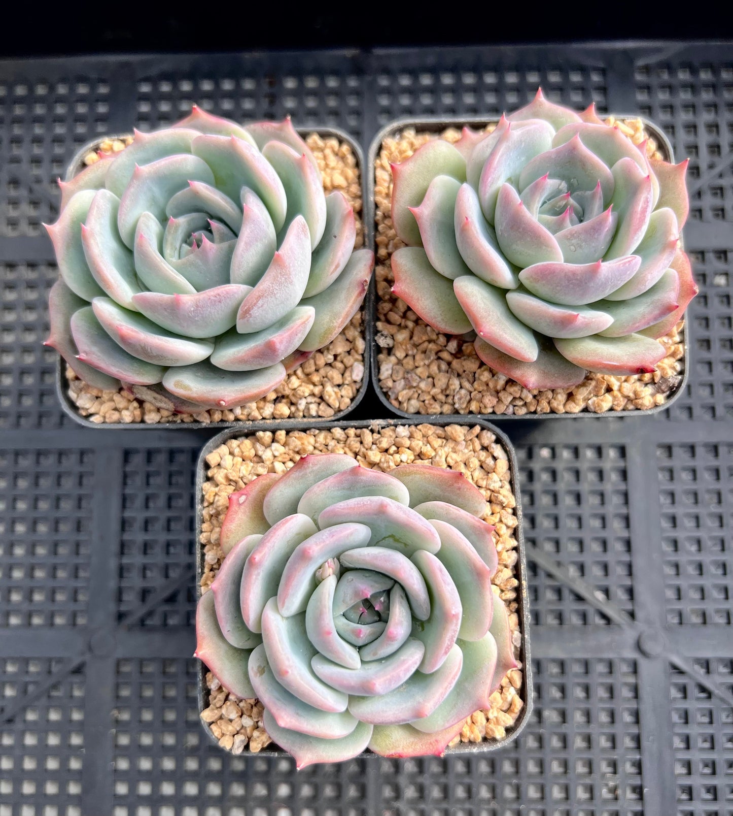 Echeveria Rosanna S