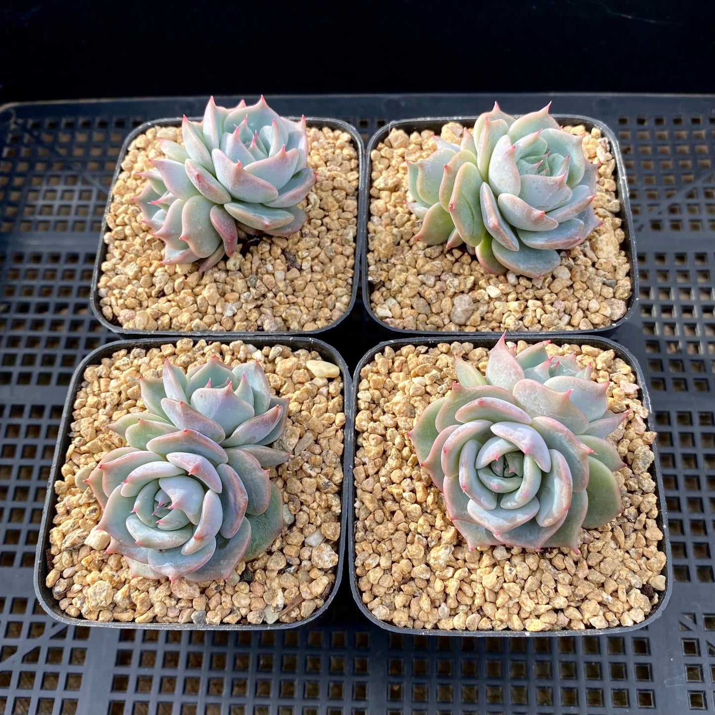 Echeveria Rosanna S