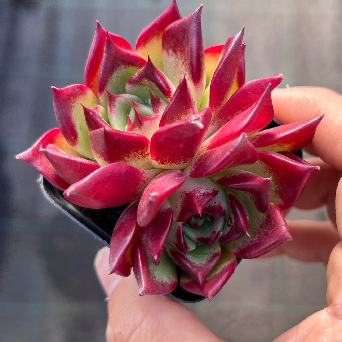 Echeveria Sara Bonnie
