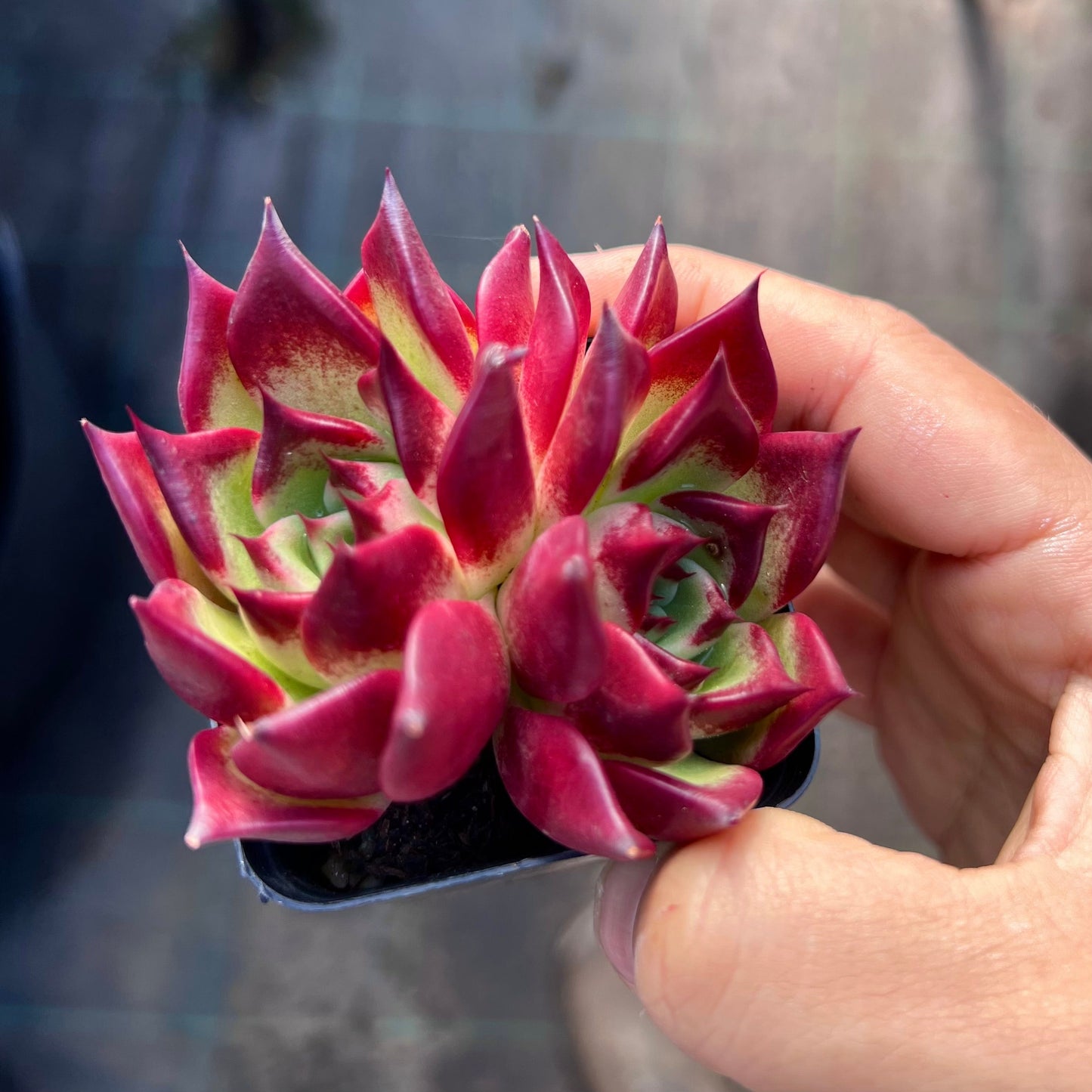 Echeveria Sara Bonnie