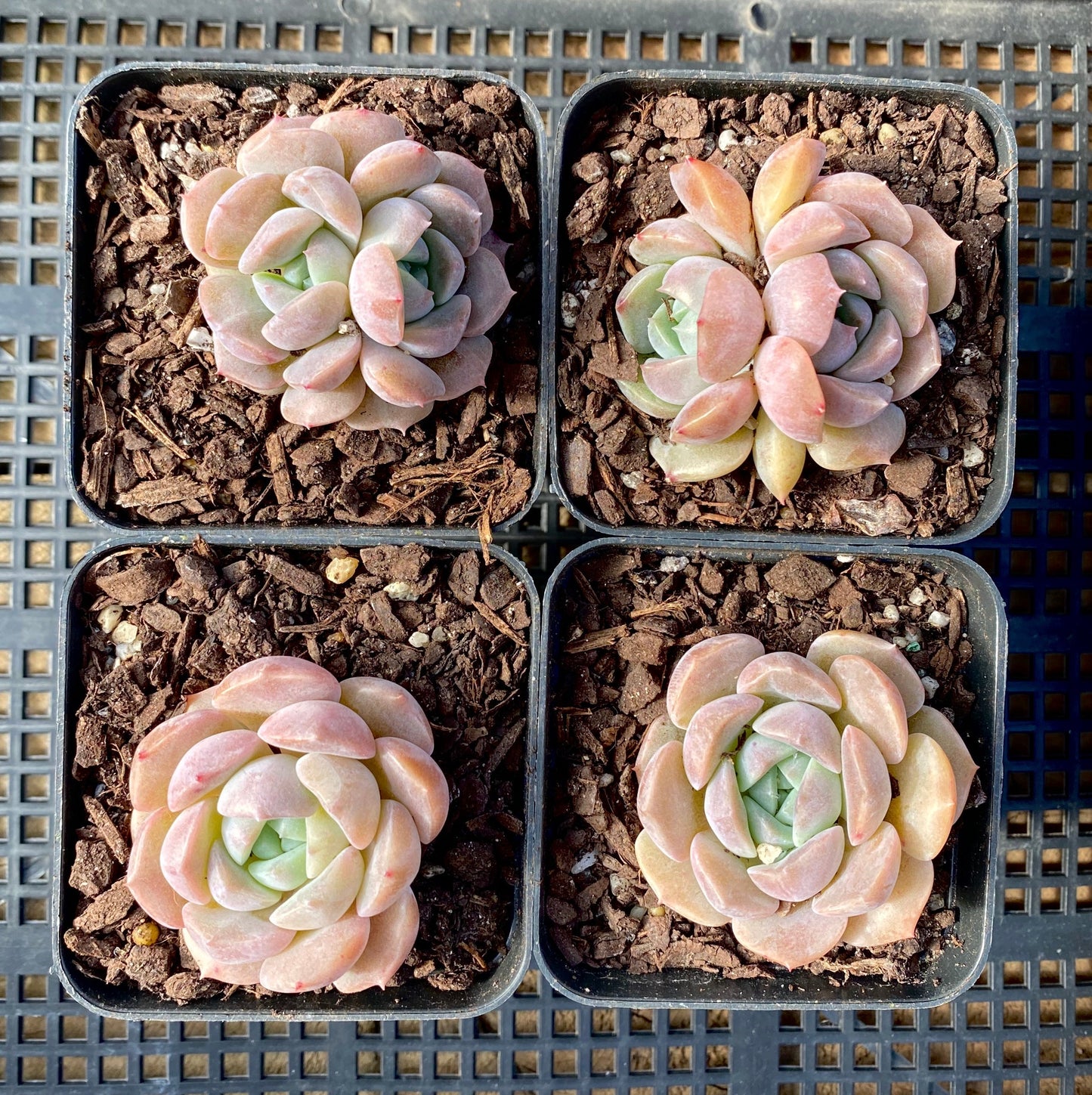 Echeveria Sarahime Botan x lilacina