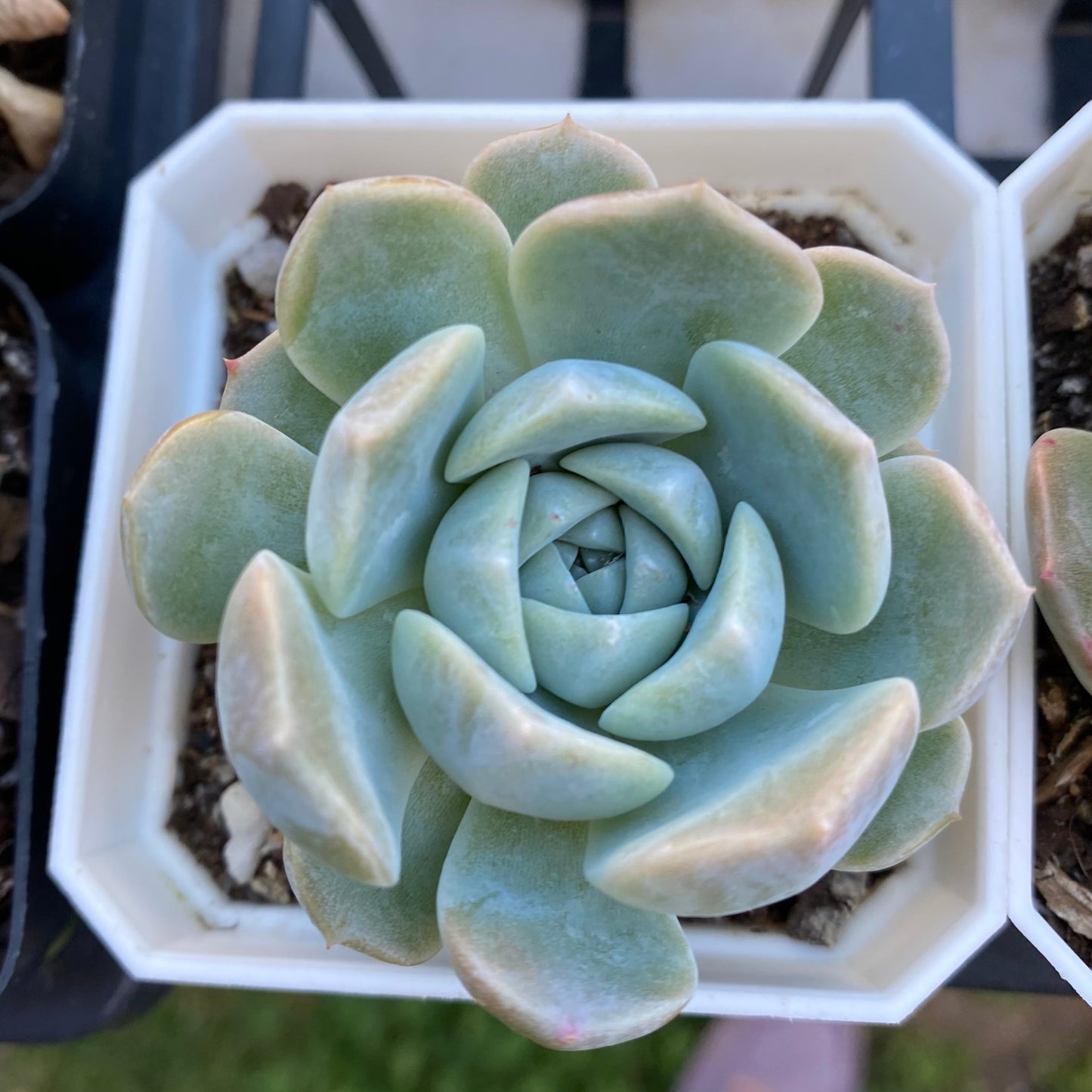 Echeveria Sarahime Botan x lilacina