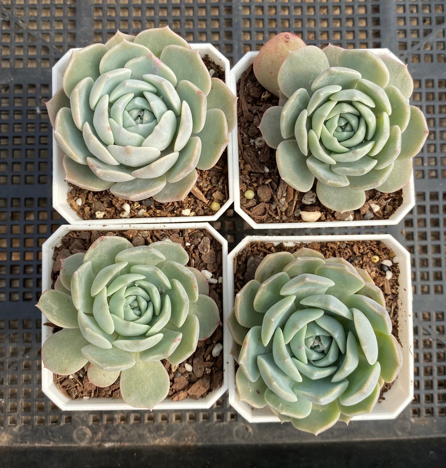 Echeveria Sarahime Botan x lilacina