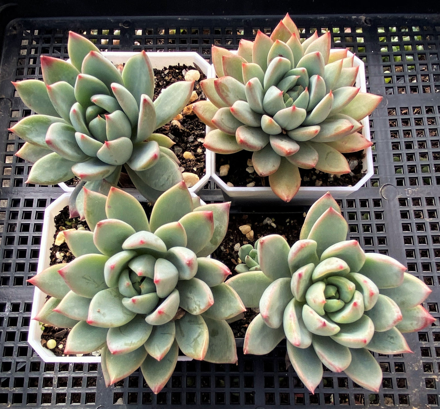 Echeveria Yeomiwol