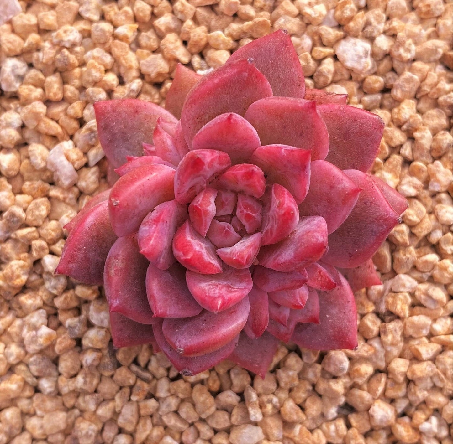 Echeveria frosty bloom/frost flower