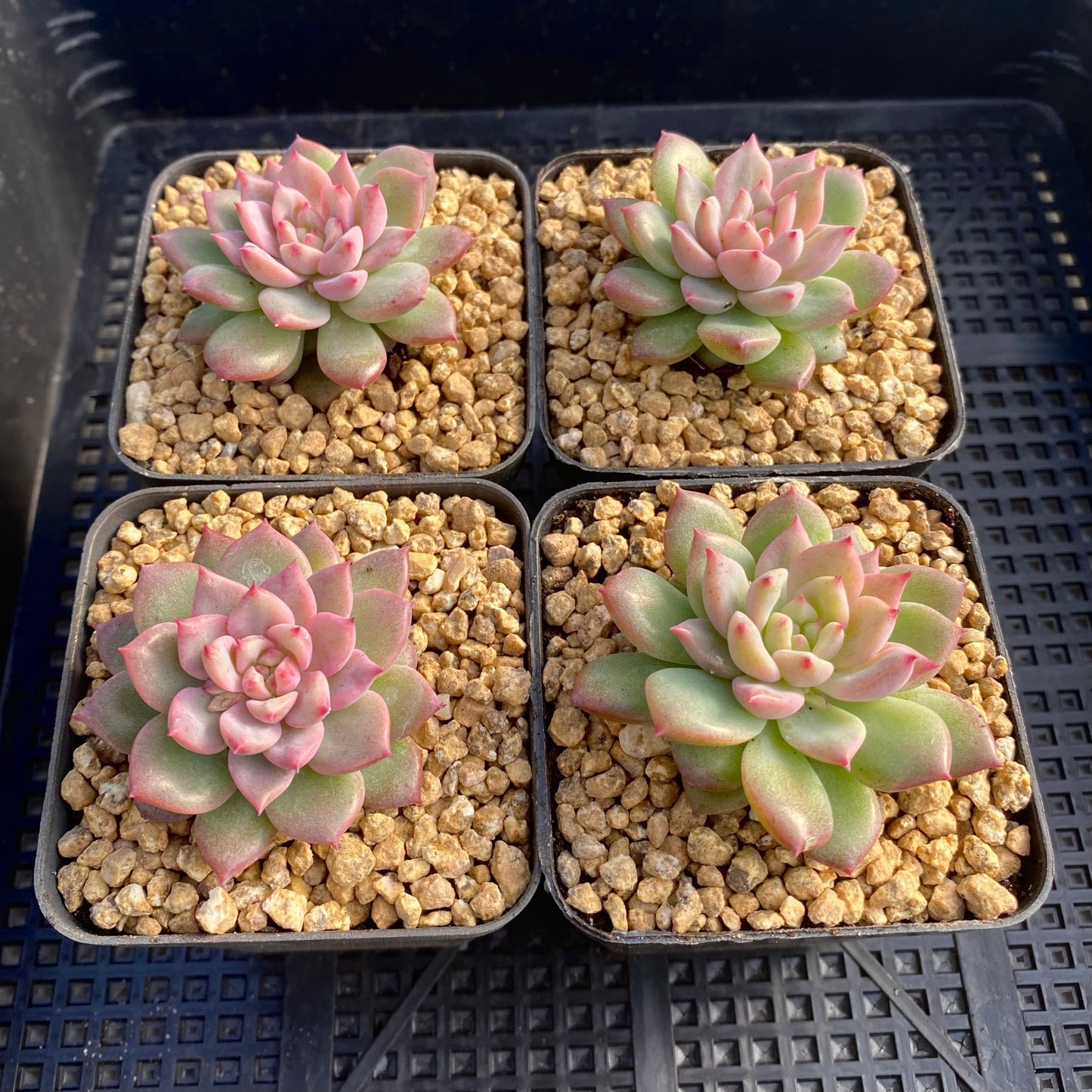 Echeveria frosty bloom/frost flower