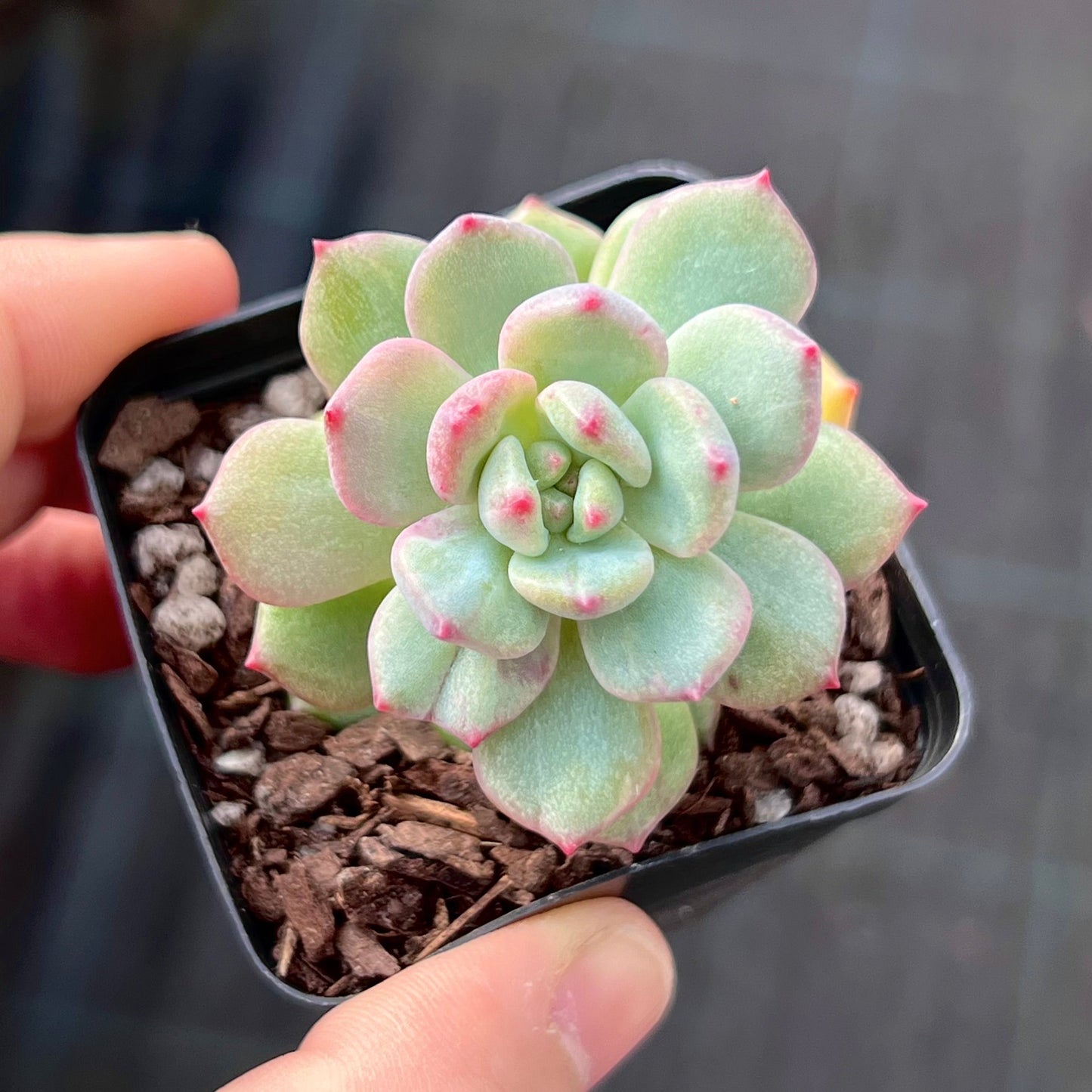 Echeveria Green Apple
